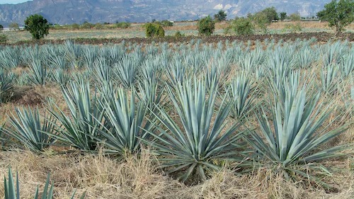 Agave Bagasse: From Agro-Industrial Waste to Raw Material in Biorefineries card
